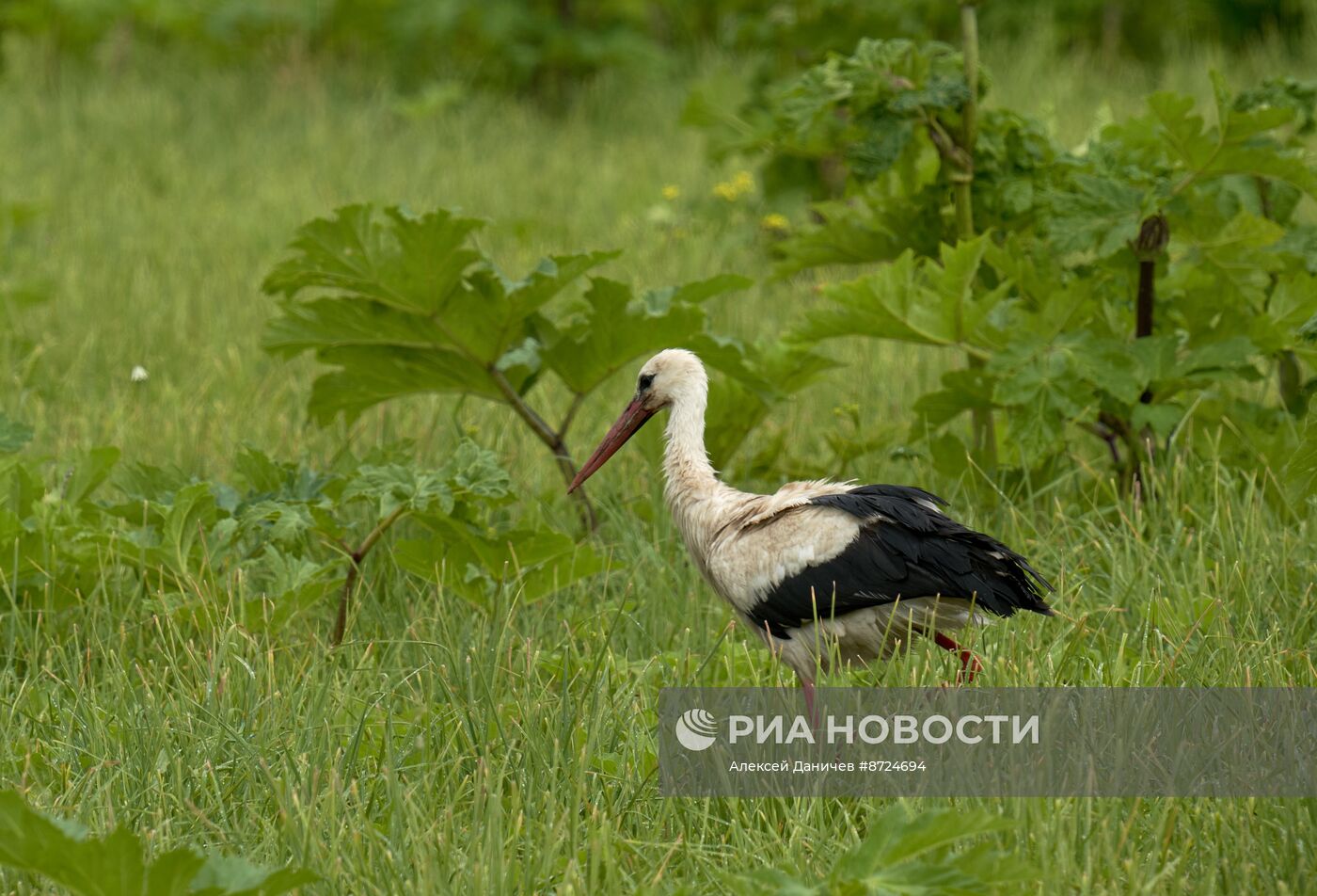 Семейство аистов в селе Рождествено Ленинградской области