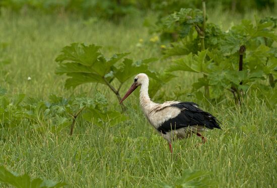 Семейство аистов в селе Рождествено Ленинградской области