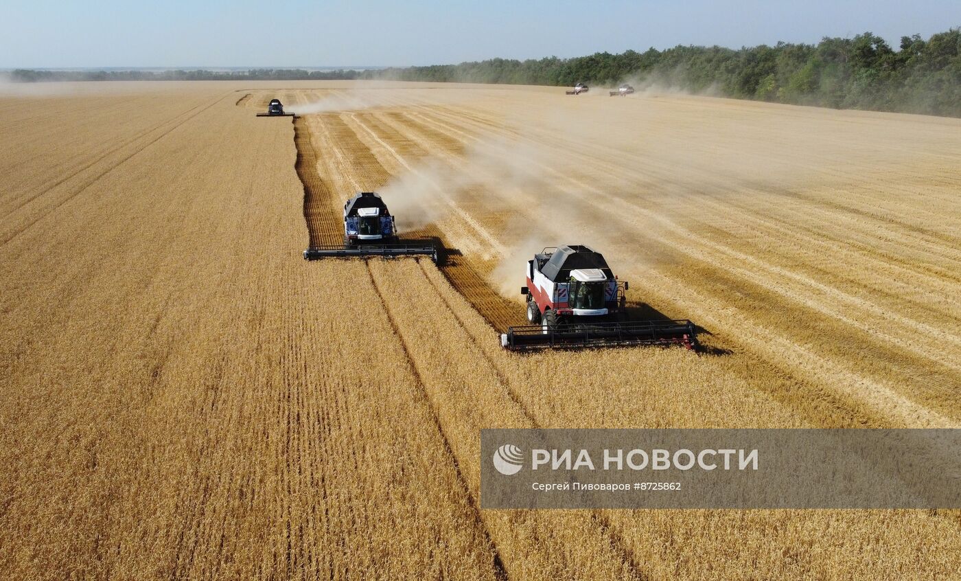 Сбор урожая пшеницы в Ростовской области