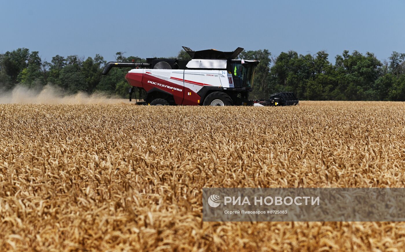 Сбор урожая пшеницы в Ростовской области