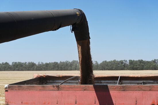 Сбор урожая пшеницы в Ростовской области