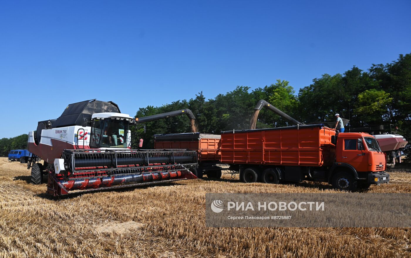 Сбор урожая пшеницы в Ростовской области