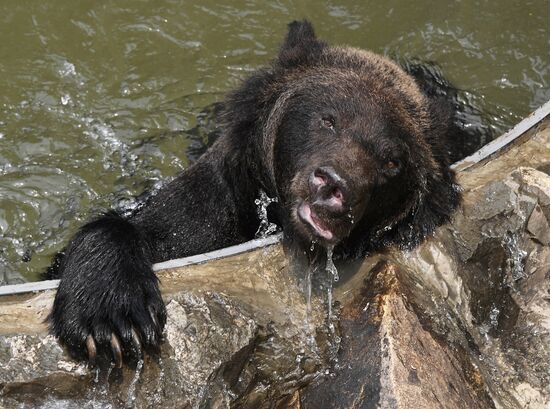 Зоопарк "Садгород" в Приморском крае 