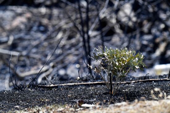 Природный пожар в Крыму