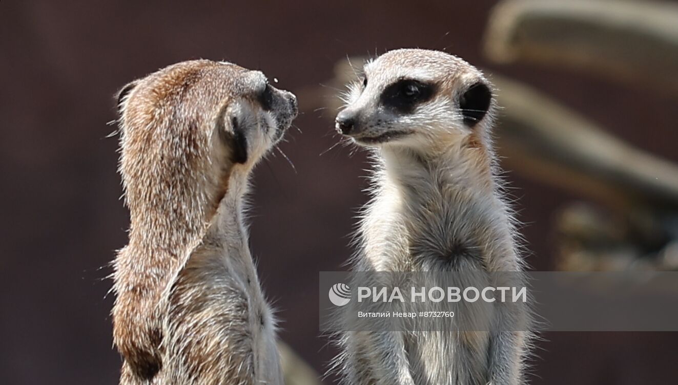 В Калининградском зоопарке открыли новый комплекс для сурикатов 