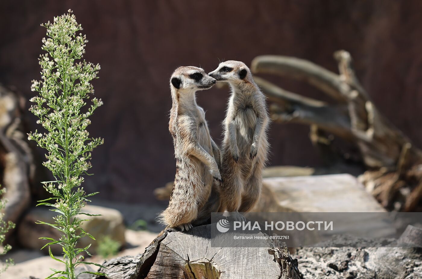 В Калининградском зоопарке открыли новый комплекс для сурикатов 