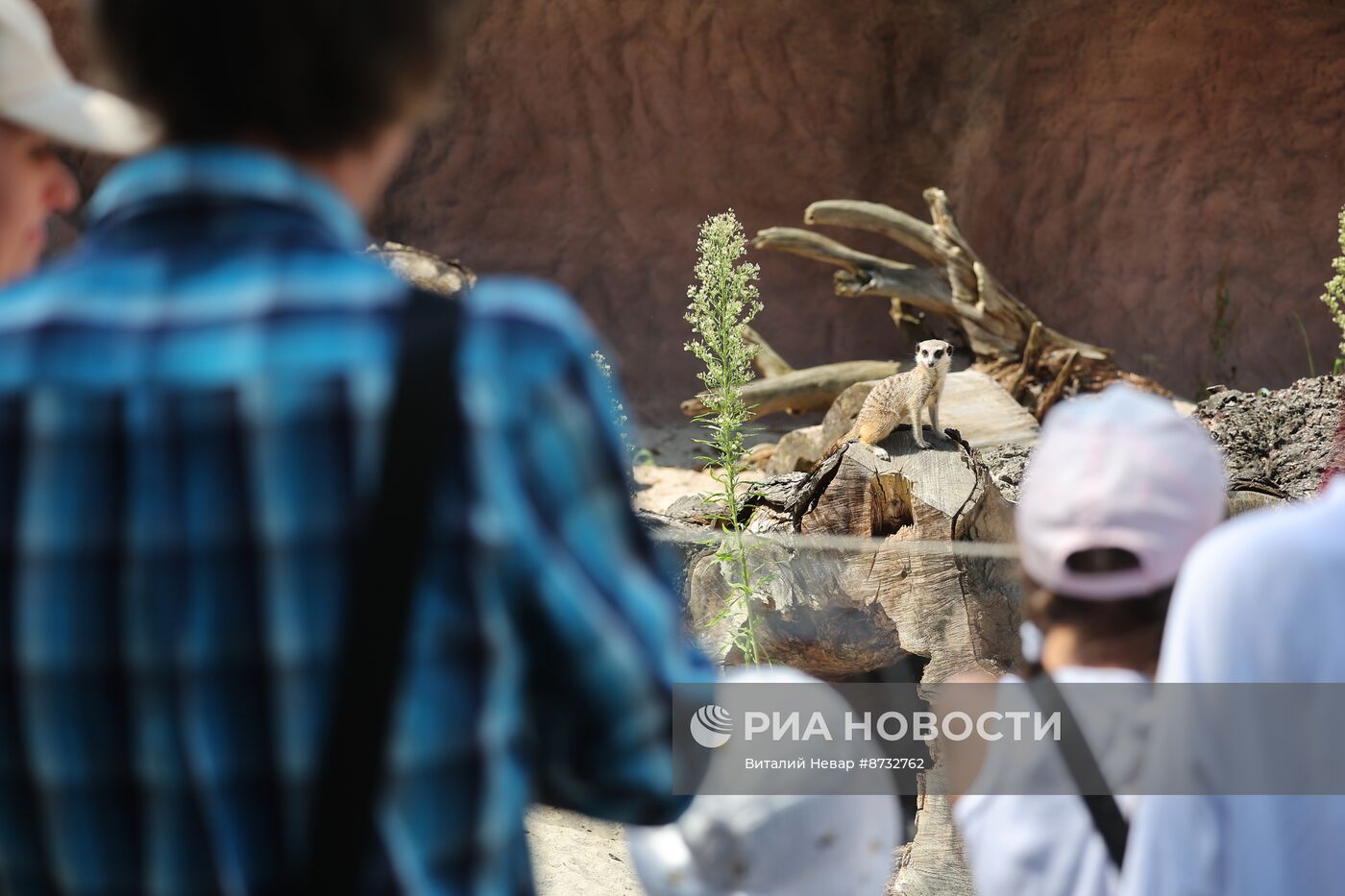 В Калининградском зоопарке открыли новый комплекс для сурикатов