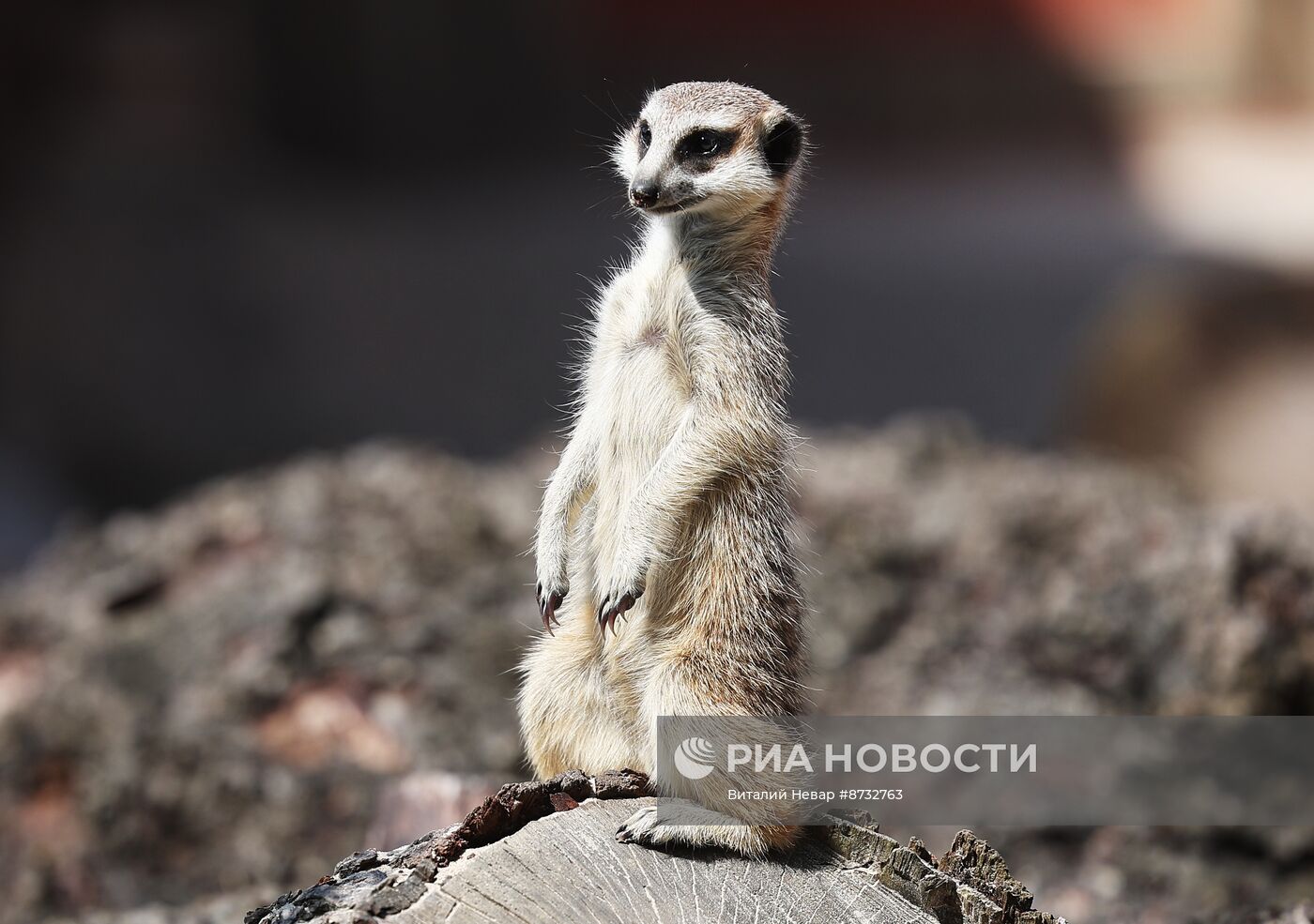 В Калининградском зоопарке открыли новый комплекс для сурикатов 