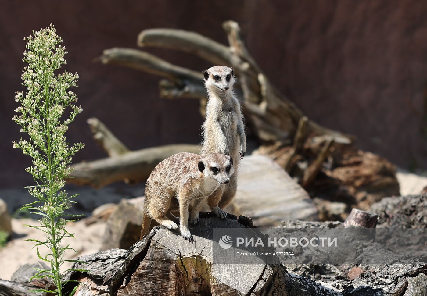 В Калининградском зоопарке открыли новый комплекс для сурикатов 