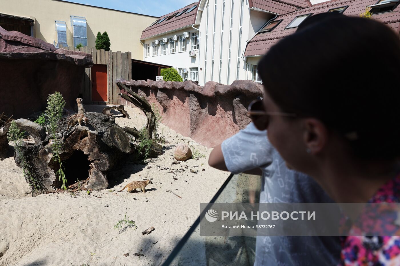 В Калининградском зоопарке открыли новый комплекс для сурикатов 