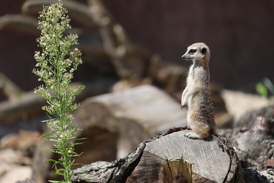 В Калининградском зоопарке открыли новый комплекс для сурикатов 