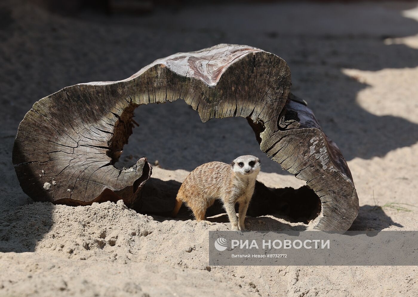 В Калининградском зоопарке открыли новый комплекс для сурикатов 