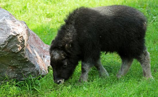 Парк флоры и фауны "Роев ручей" в Красноярске
