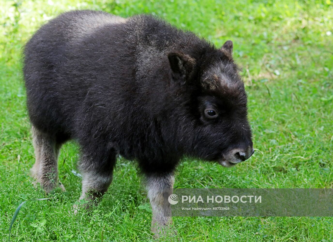 Парк флоры и фауны "Роев ручей" в Красноярске