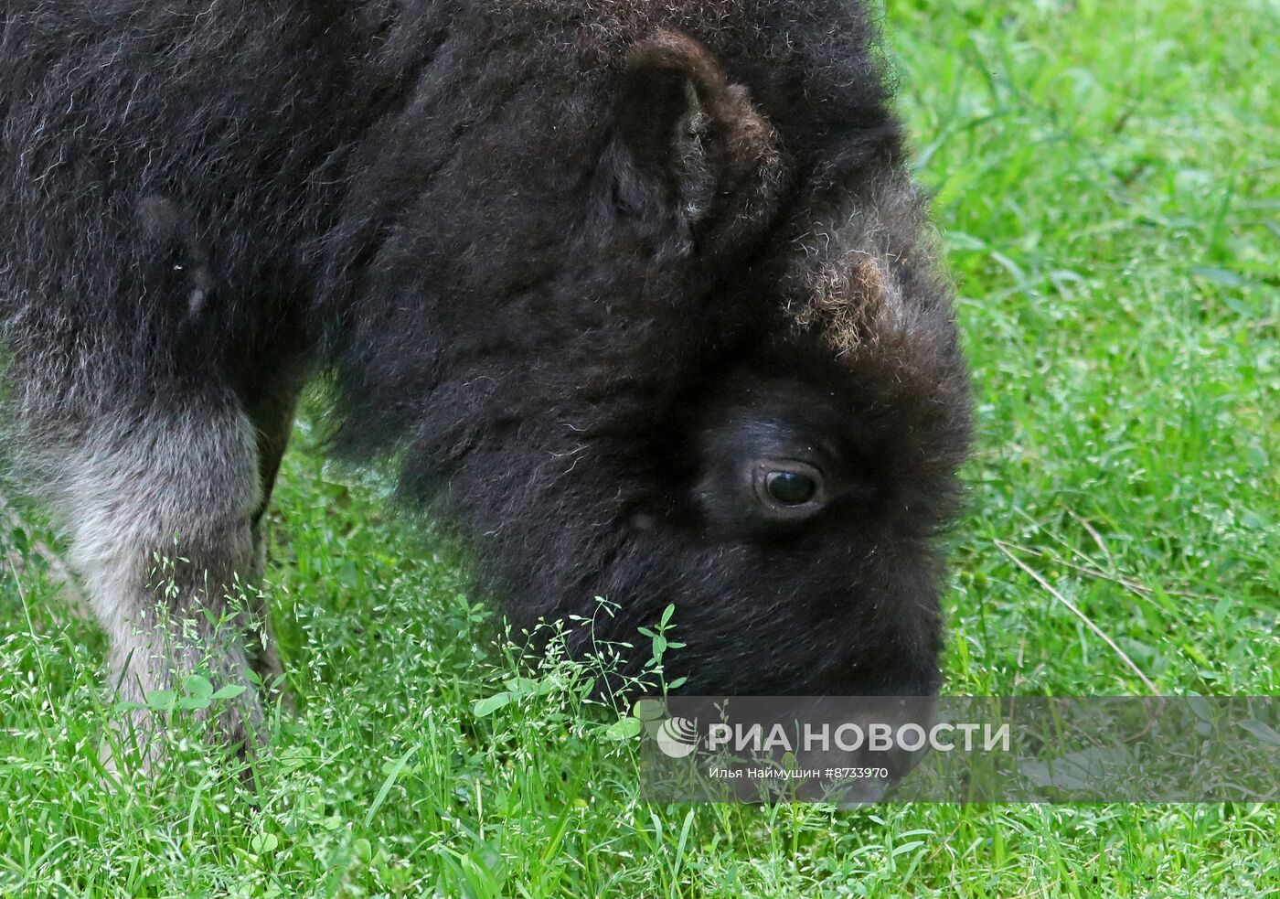 Парк флоры и фауны "Роев ручей" в Красноярске
