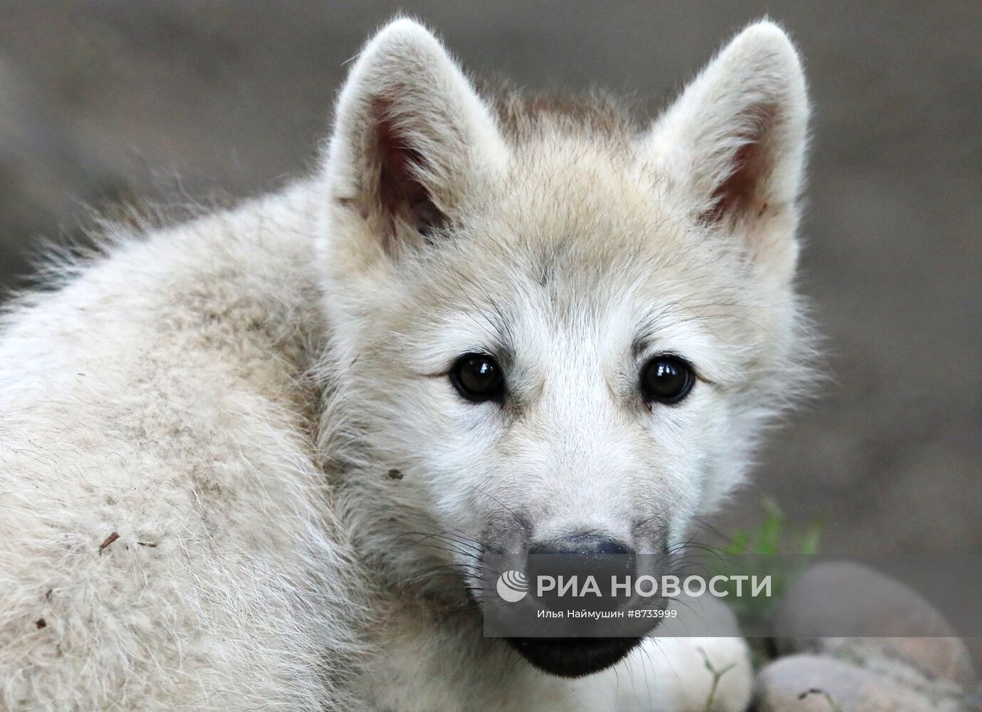 Парк флоры и фауны "Роев ручей" в Красноярске