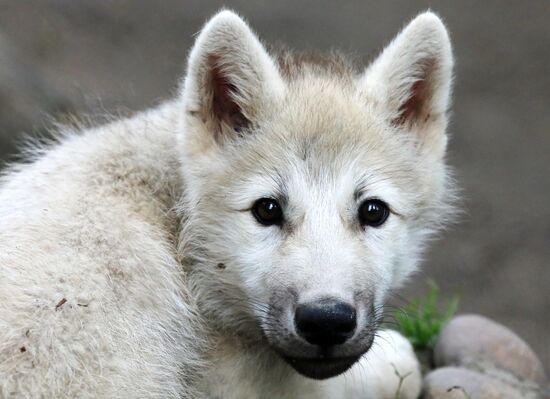 Парк флоры и фауны "Роев ручей" в Красноярске