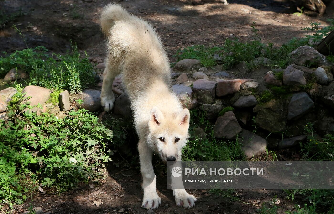 Парк флоры и фауны "Роев ручей" в Красноярске