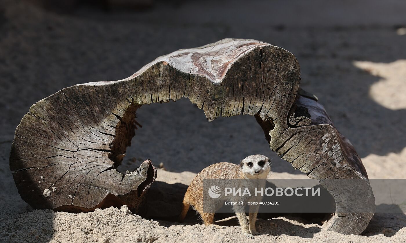 В Калининградском зоопарке открыли новый комплекс для сурикатов 