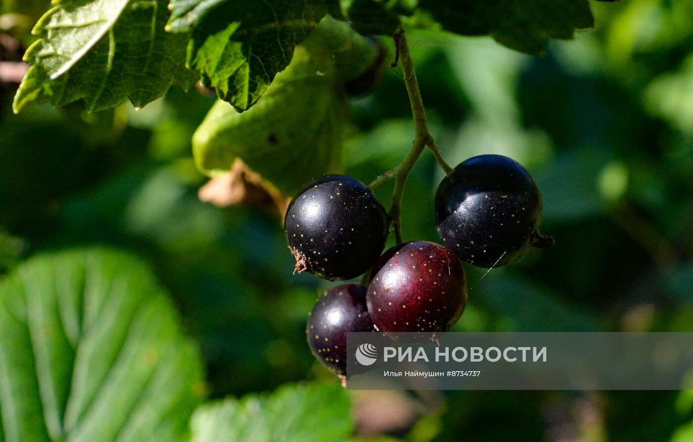 Овощи и ягоды в Красноярском крае