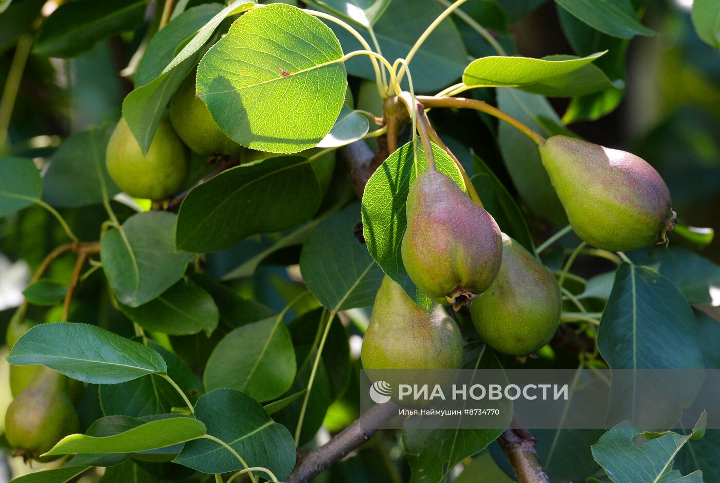 Овощи и ягоды в Красноярском крае