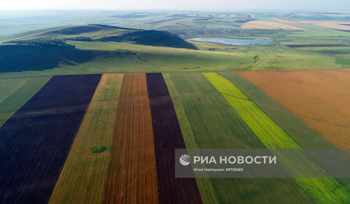 Аграрные поля в Красноярском крае