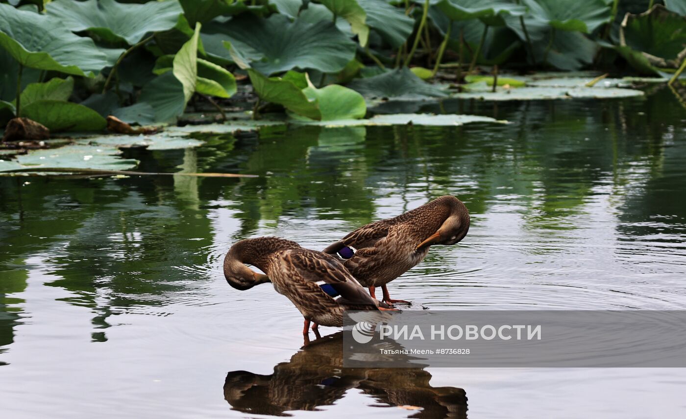 Цветение лотосов в Приморском крае