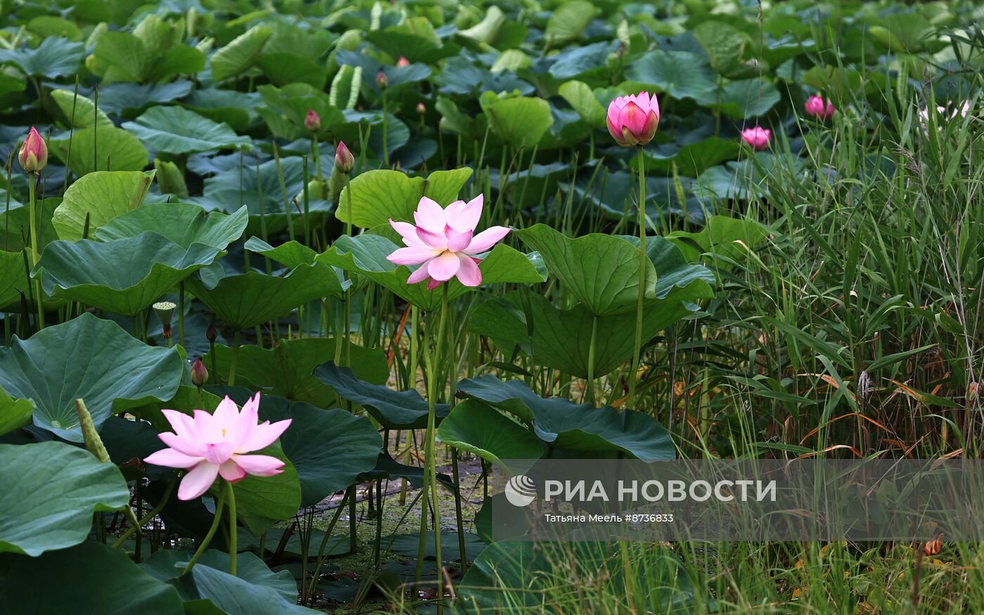 Цветение лотосов в Приморском крае