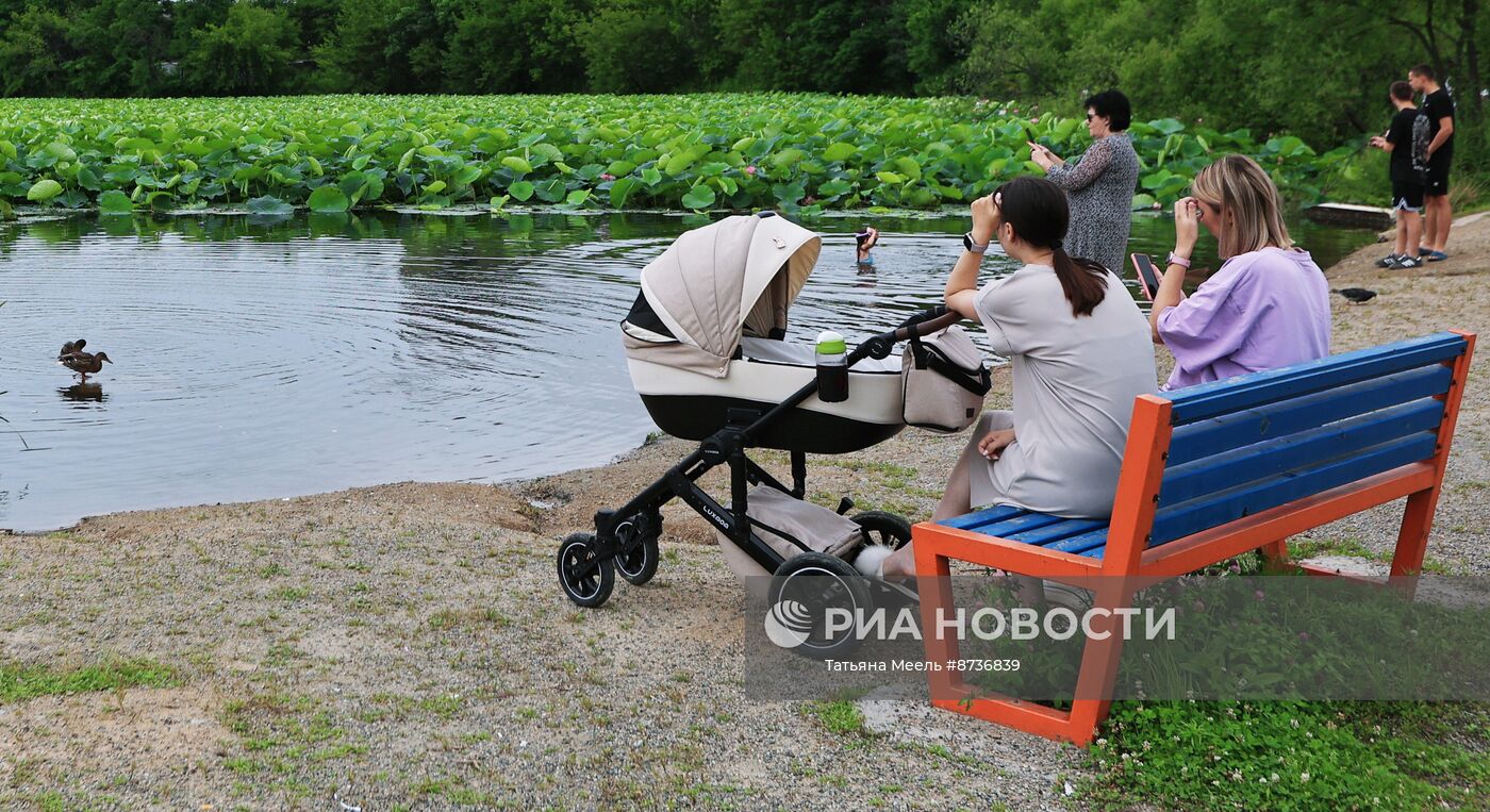 Цветение лотосов в Приморском крае