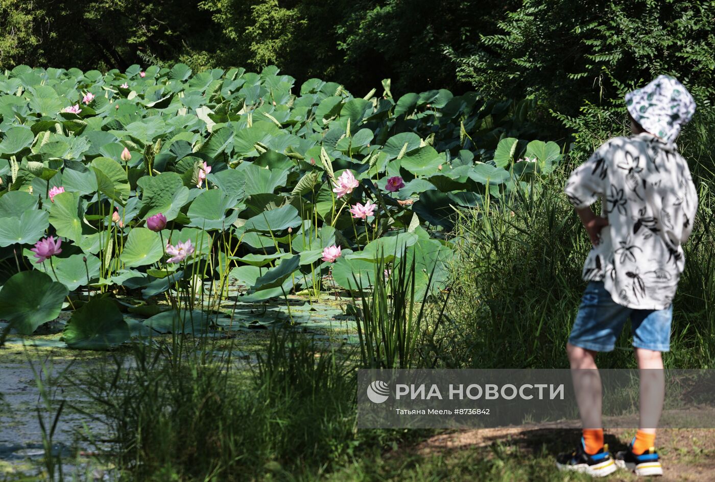 Цветение лотосов в Приморском крае