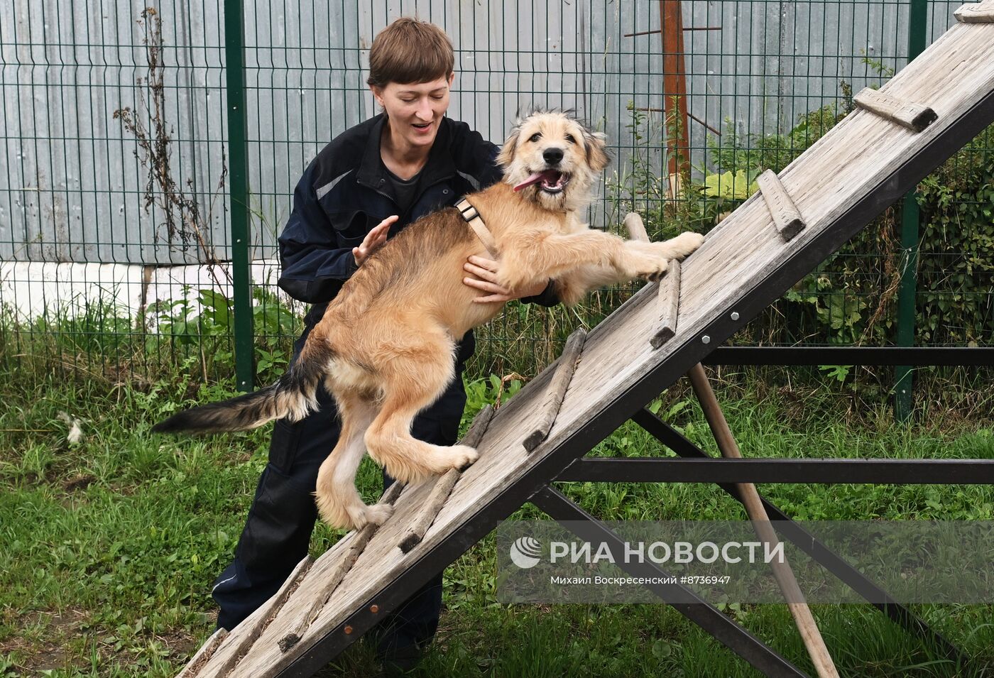 Приют для животных в Зеленограде