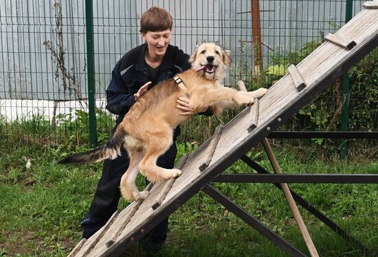 Приют для животных в Зеленограде