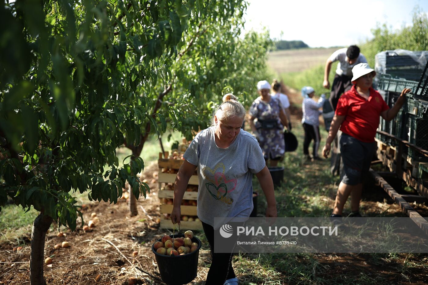 Сбор персиков и слив в Краснодарском крае