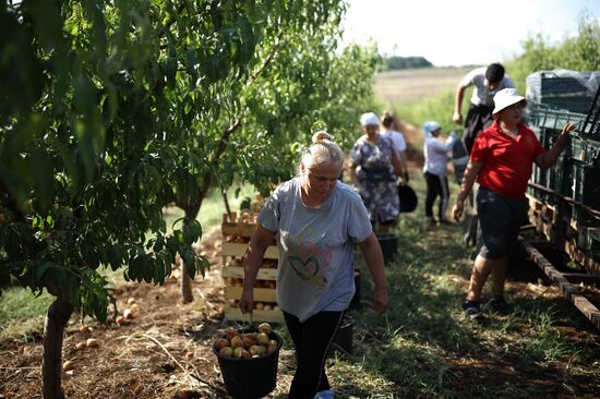 Сбор персиков и слив в Краснодарском крае