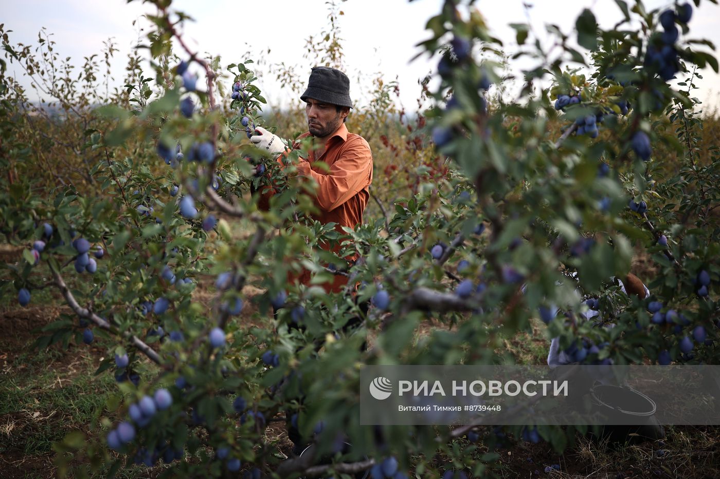 Сбор персиков и слив в Краснодарском крае