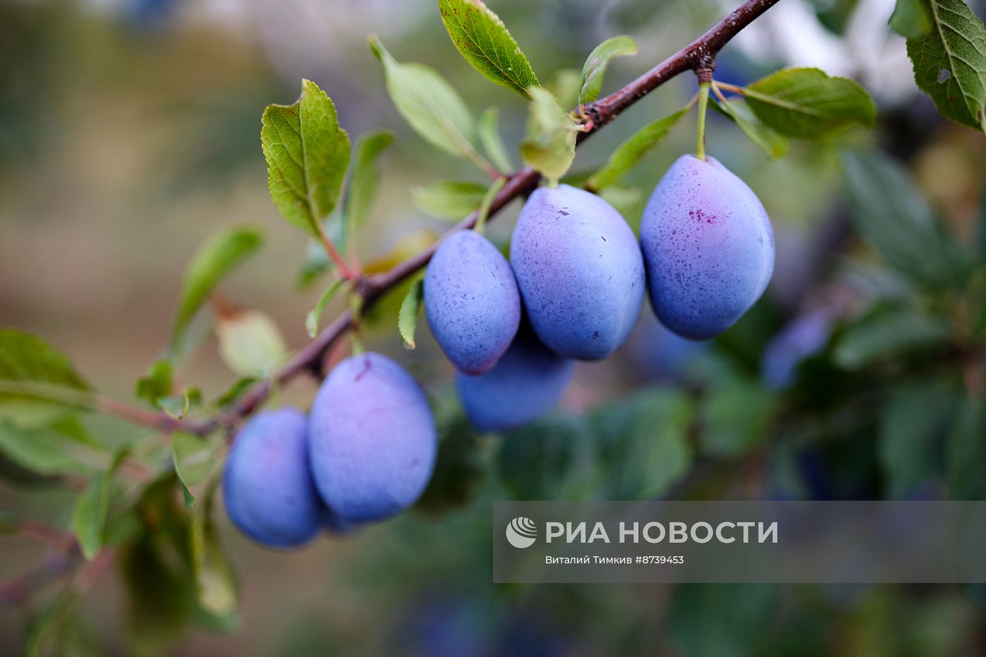 Сбор персиков и слив в Краснодарском крае