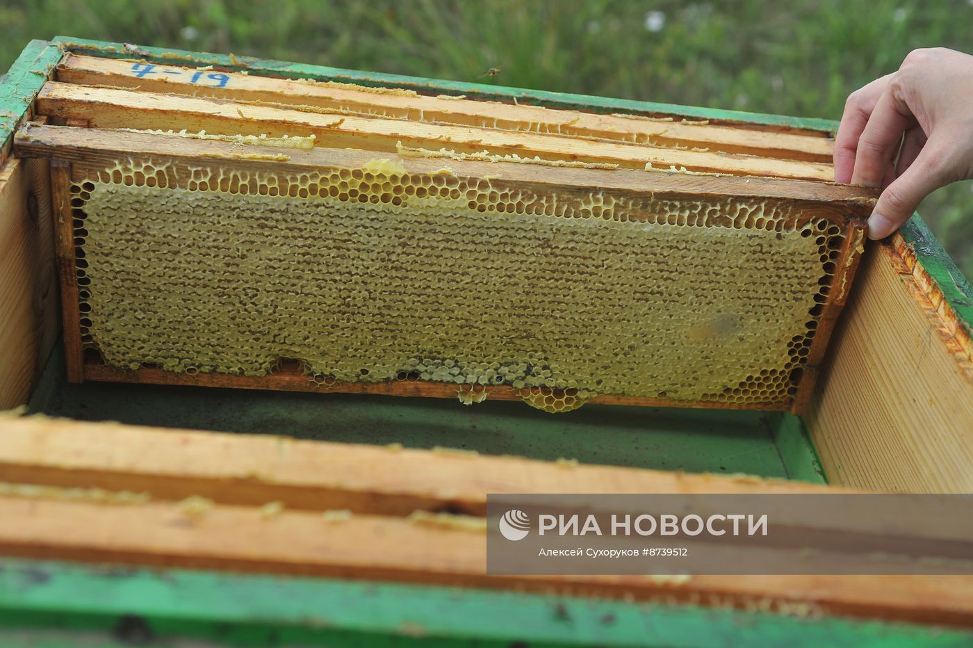 Пасека в Тамбовской области