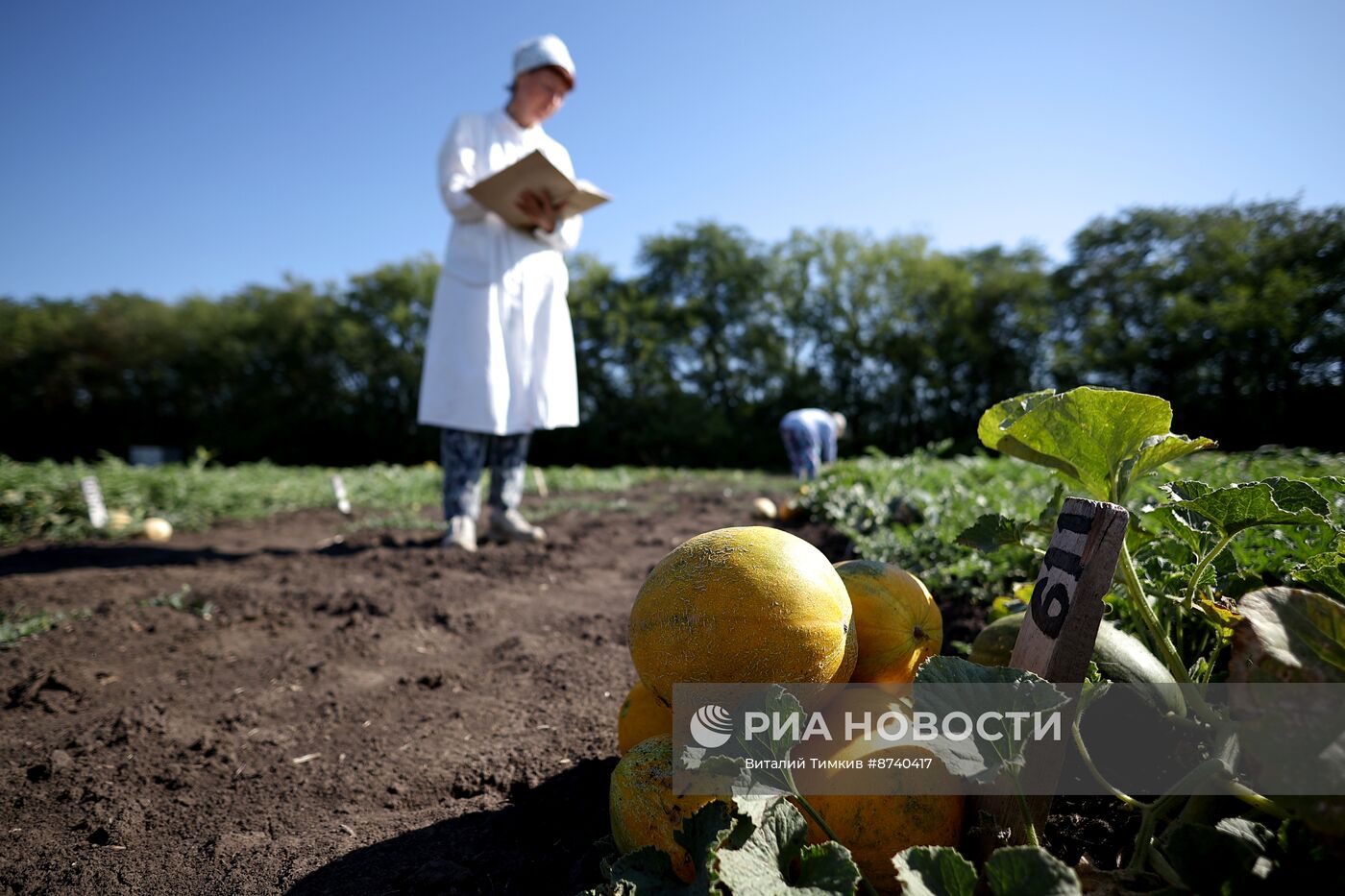 Выращивание арбузов и дынь в Краснодарском крае