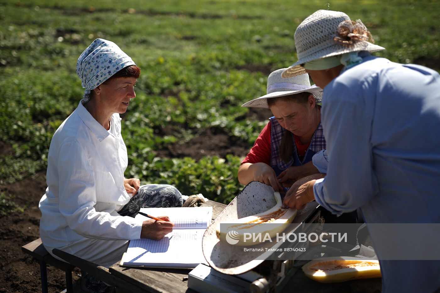 Выращивание арбузов и дынь в Краснодарском крае