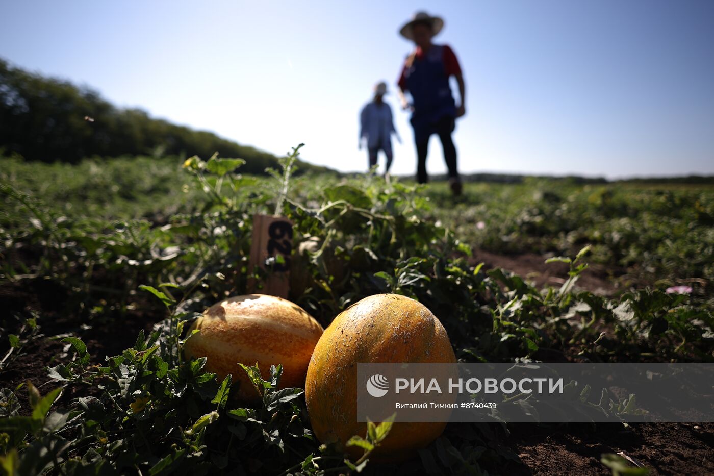 Выращивание арбузов и дынь в Краснодарском крае