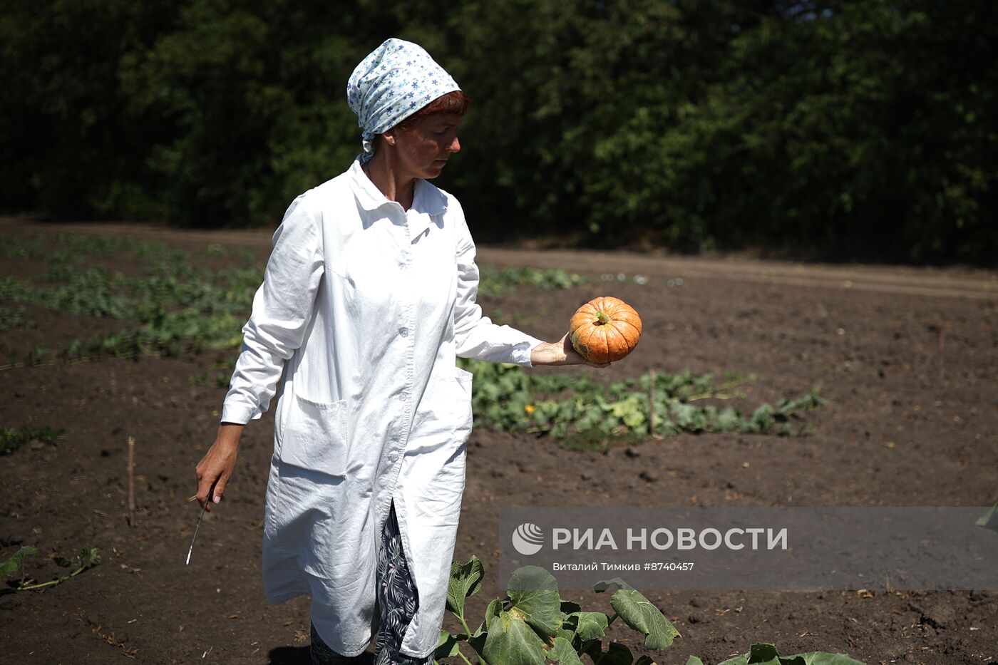 Выращивание арбузов и дынь в Краснодарском крае