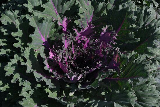 Декоративная капуста