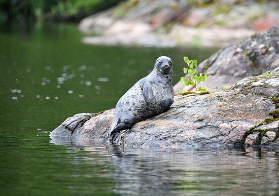 Национальный парк "Ладожские шхеры"