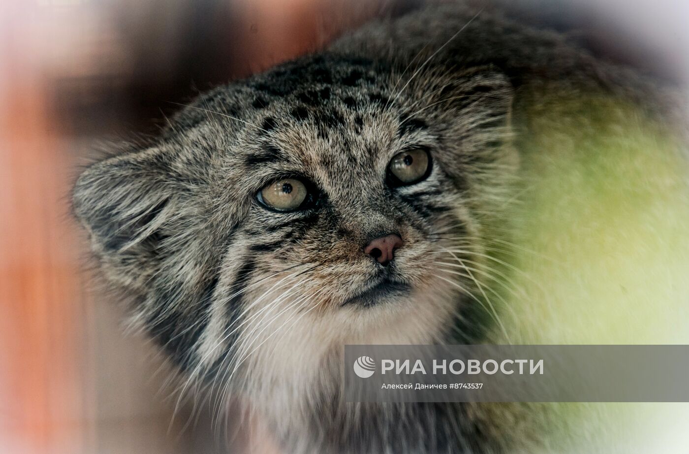 Краснокнижные манулы в Ленинградском зоопарке