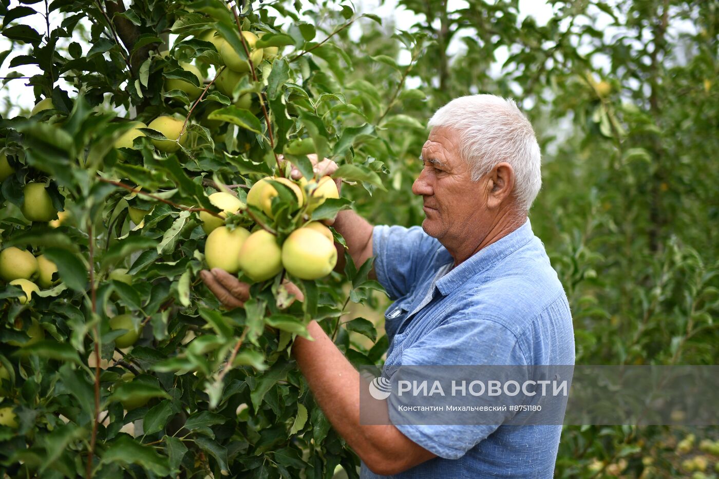 Сбор урожая яблок в Крыму