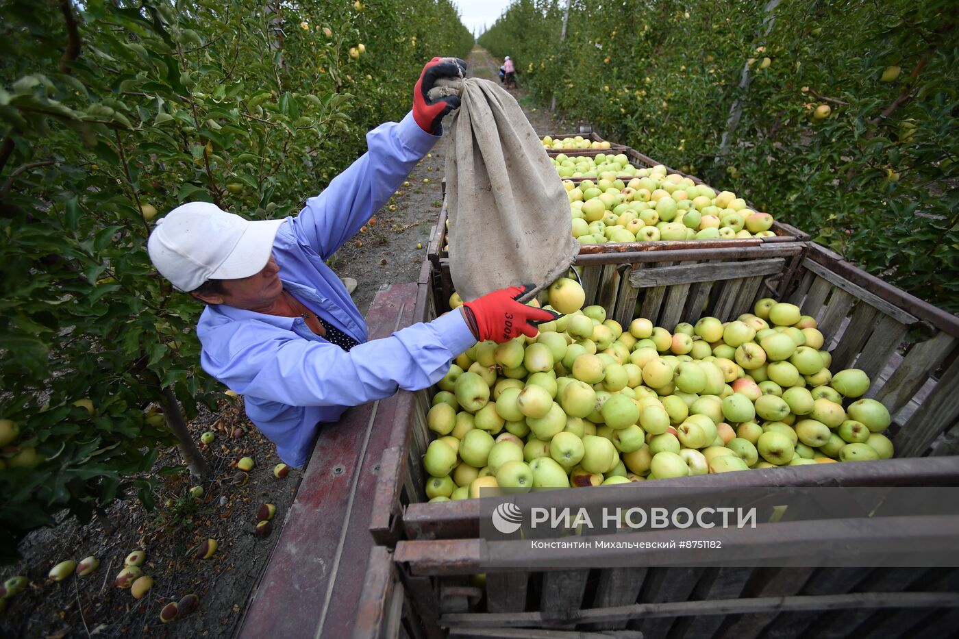 Сбор урожая яблок в Крыму