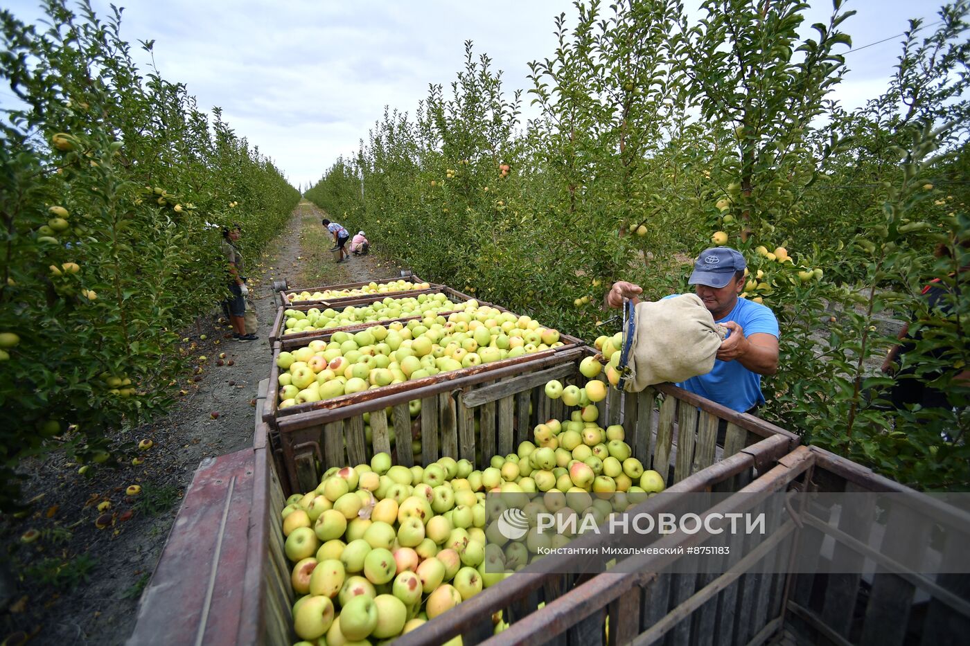 Сбор урожая яблок в Крыму