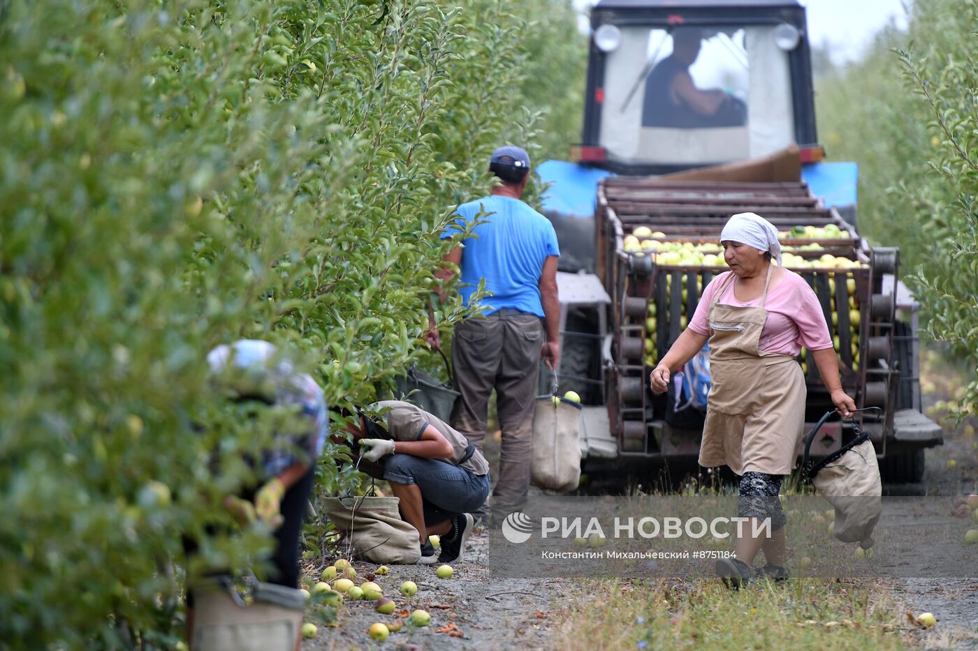 Сбор урожая яблок в Крыму