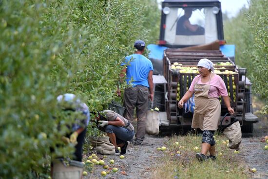 Сбор урожая яблок в Крыму