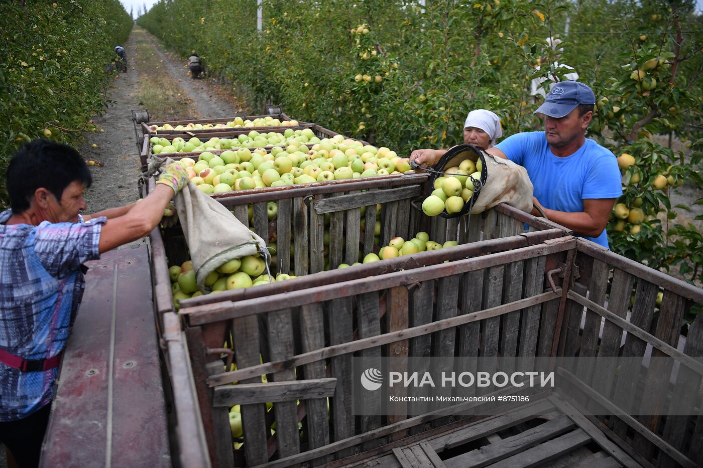 Сбор урожая яблок в Крыму